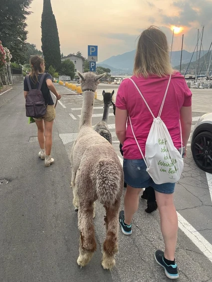 Wanderung mit dem Alpaka am Gardasee von San Felice aus 10 Wanderung mit dem Alpaka am Gardasee von San Felice aus 10